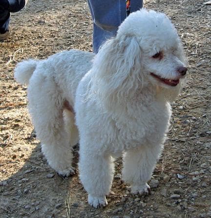 Miniature Poodle