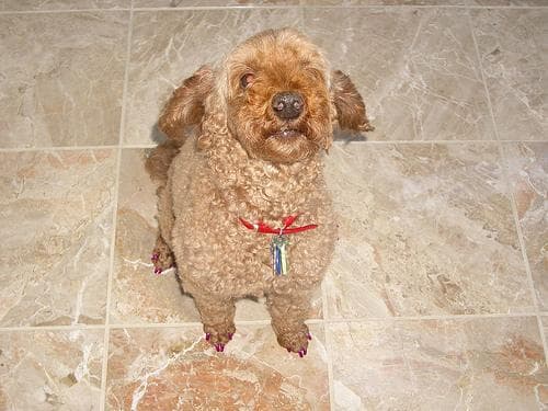 poodle