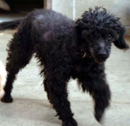 Miniature Poodle