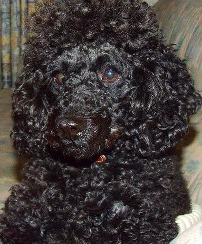 poodle
