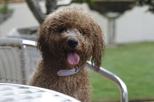 Miniature Poodle