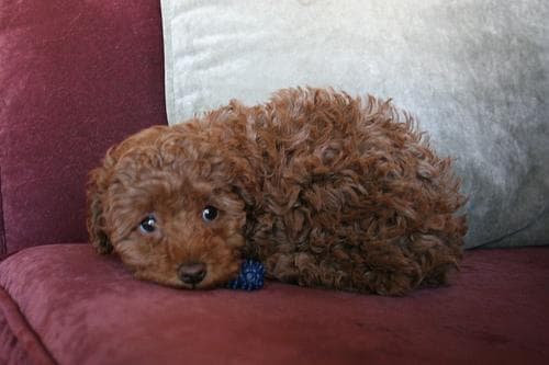 Miniature Poodle