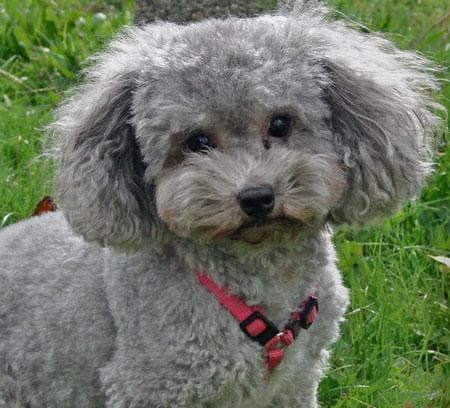 Miniature Poodle