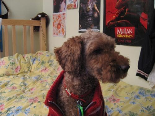 Miniature Poodle