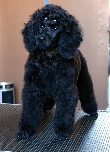 poodle