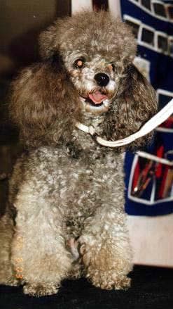 Miniature Poodle