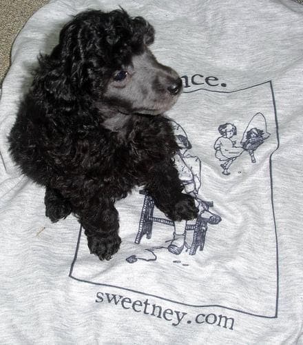 Miniature Poodle