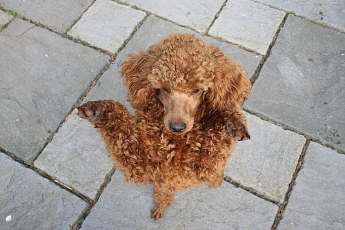 Miniature Poodle