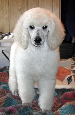 Miniature Poodle