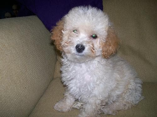Miniature Poodle