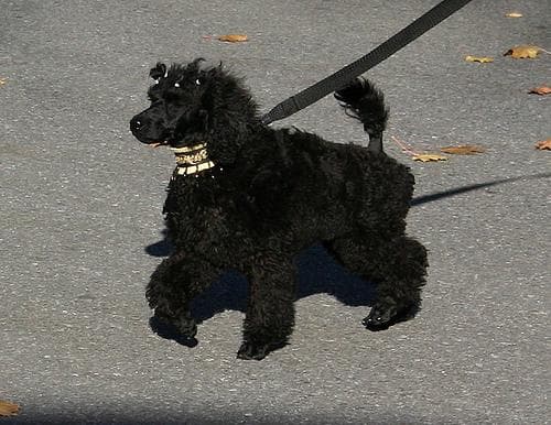 Miniature Poodle