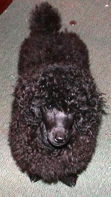 Miniature Poodle