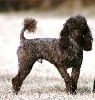 Miniature Poodle