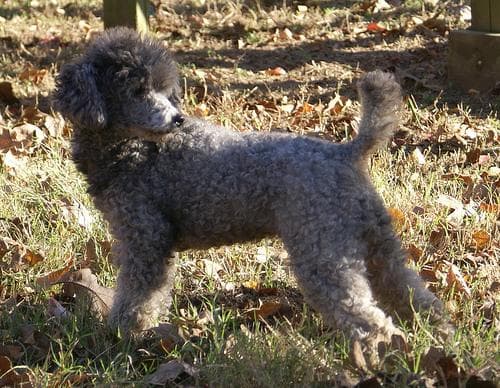 Miniature Poodle