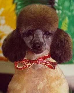Miniature Poodle