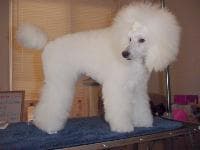 Miniature Poodle