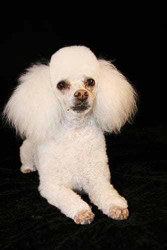Miniature Poodle