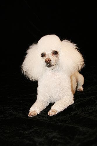 poodle