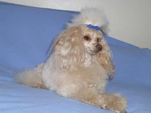 Miniature Poodle