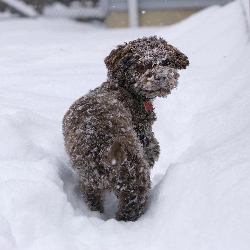 poodle