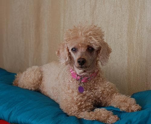poodle
