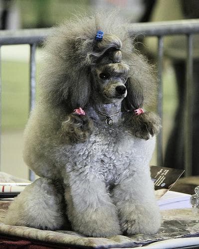 Miniature Poodle