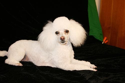 Miniature Poodle