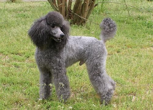 poodle