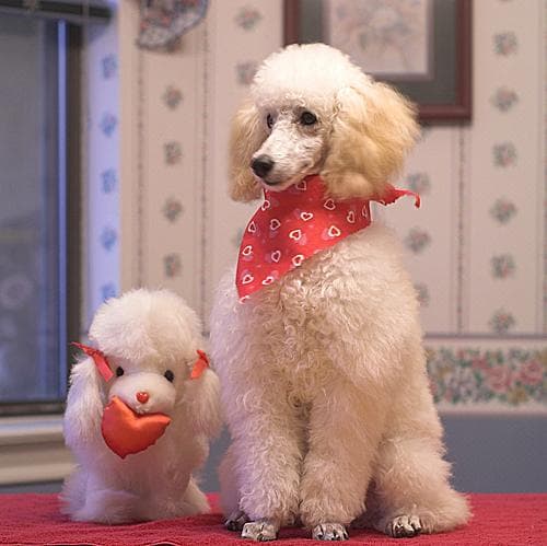 Miniature Poodle
