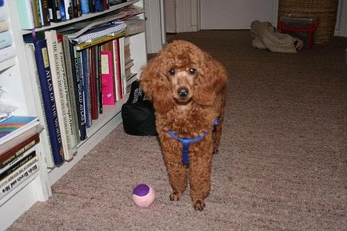Miniature Poodle