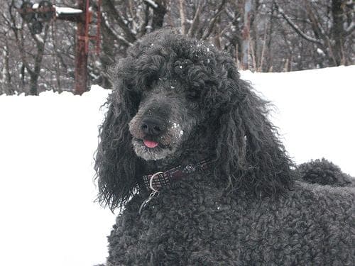Standard Poodle