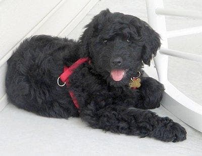 Standard Poodle