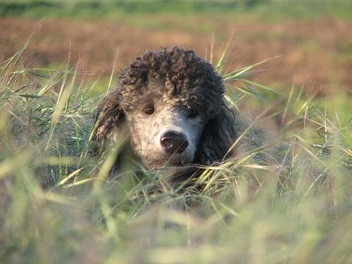 Standard Poodle