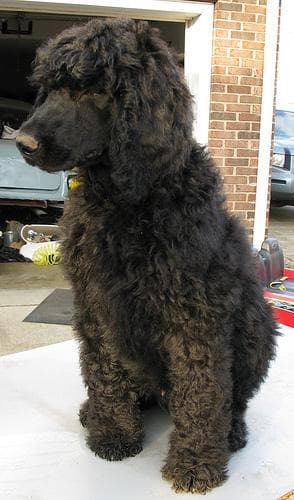 Standard Poodle