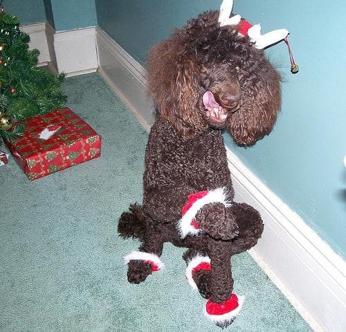 Standard Poodle