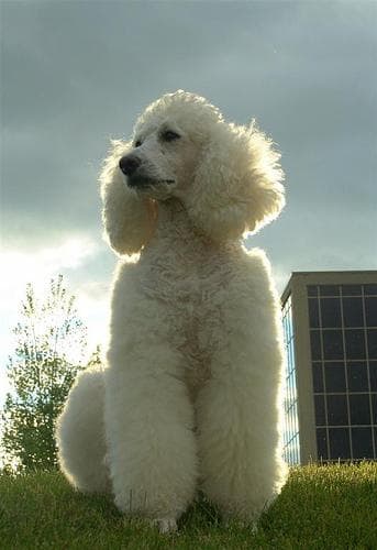 Standard Poodle