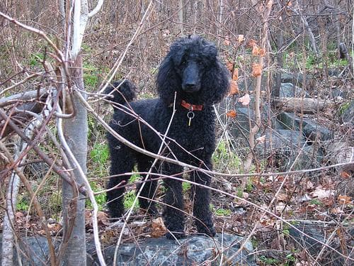 Standard Poodle