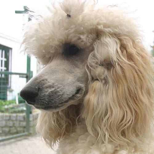 Standard Poodle