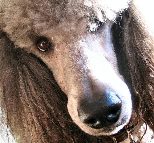 Standard Poodle