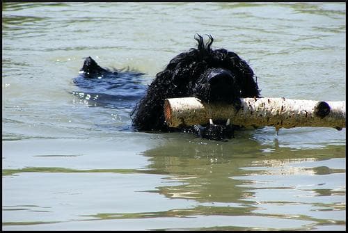 Standard Poodle