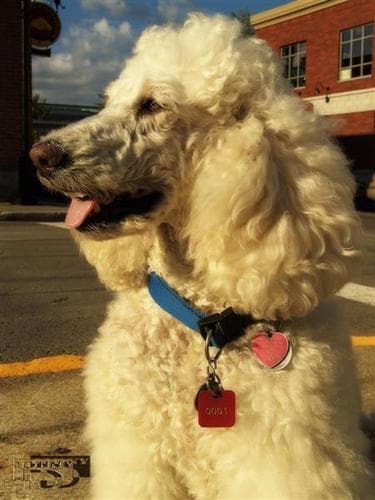Standard Poodle