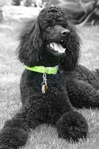Standard Poodle