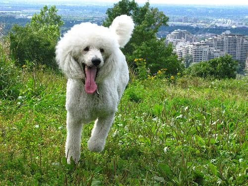 Standard Poodle