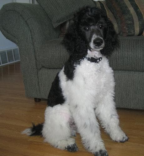 Standard Poodle
