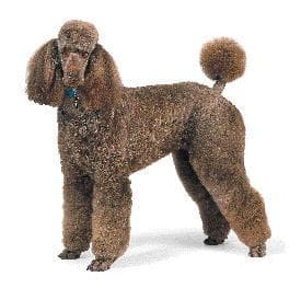 Standard Poodle