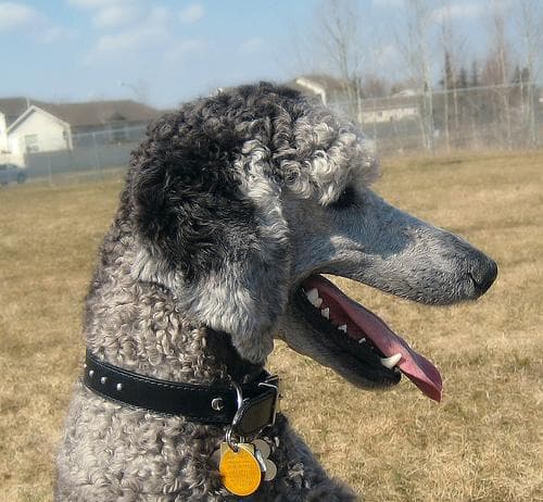 Standard Poodle