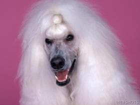 Standard Poodle