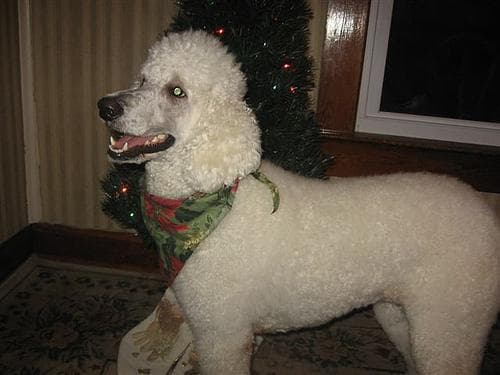 Standard Poodle