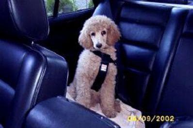 Standard Poodle