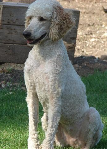 poodle